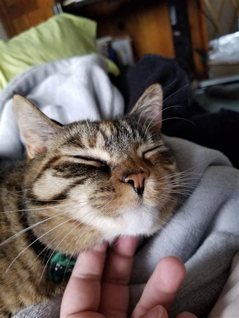 Not by the hairs on her chinny chin chin...okay, maybe... | Scrolller