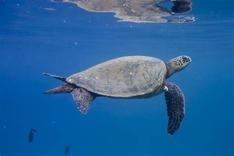 Maui Sea Turtle Deep Blue Photograph By Don Mcgillis