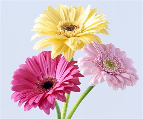 trio  gerberas  ian hainsworth px amazing flowers pretty