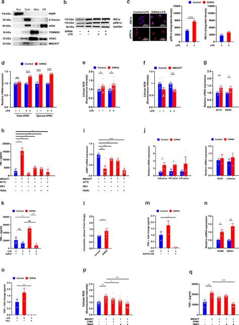 MBOAT7 Deficiency Induces ER Stress A Western Blot Analysis Of MBOAT7