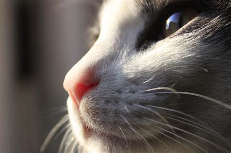 10 Señales De Que Tu Gato Te Quiere Mascotas