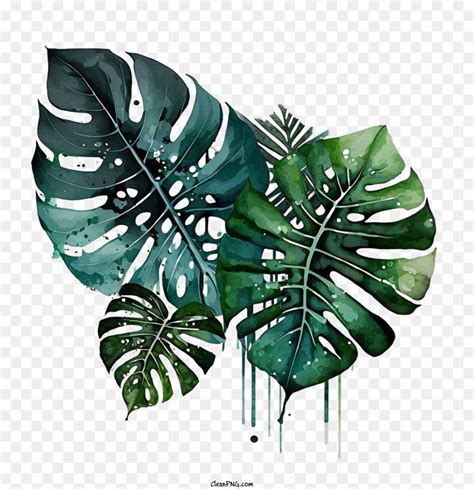 Monstera ورقة الأوراق الإستوائية ألوان مائية التوضيح صورة بابوا نيو غينيا