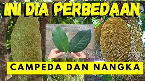 Ternyata Ini Perbedaan Nangka Dan Cempedak Youtube