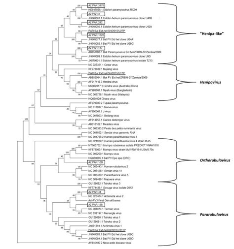 Maximum Likelihood Bootstrap Consensus Tree For Sequences Detected In