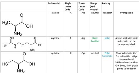 Amino Acids MCAT Cheat Sheet Practice Fillable. - Etsy