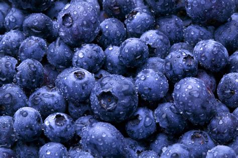Blueberry - The Nobacconists