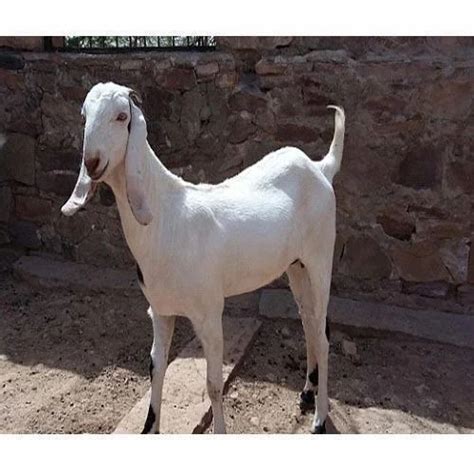 Male Sojat Goat At Rs Unit Landewadi Pune Id