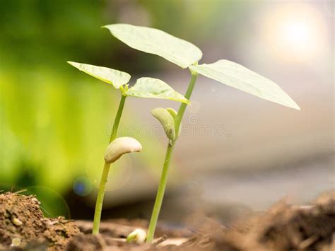 Piccola Pianta Verde Due Che Cresce Dal Suolo Fertile Con Il Seme Di