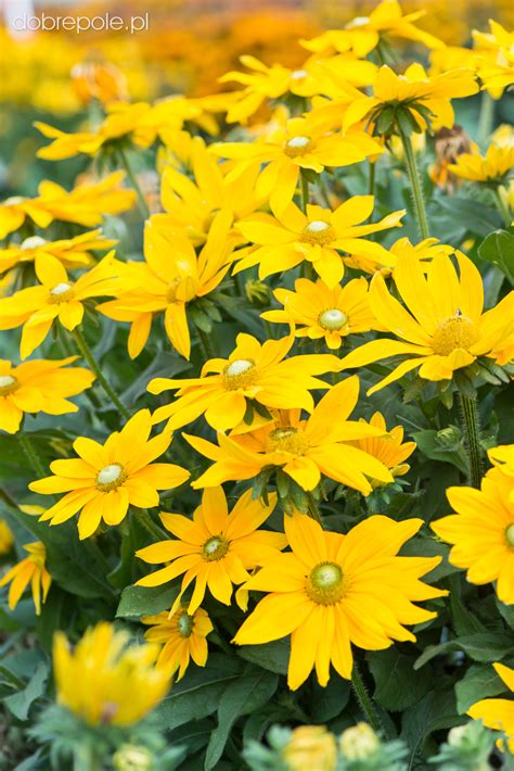 Szk Ka Bylin Dobrepole Rudbeckia Sunbeckia Juliana Rudbekia