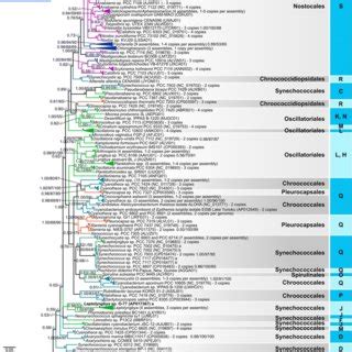Comparative phylogenetic analysis based on the 16S rRNA gene. A 16S ...