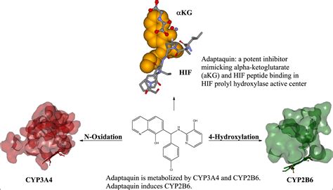 Branched Tail Oxyquinoline Inhibitors Of HIF Prolyl Hydroxylase