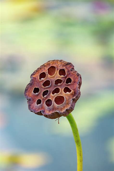 Lotus Seed Pod Photograph by Cate Franklyn - Fine Art America