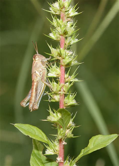 Grasshopper Nymphs – The Firefly Forest