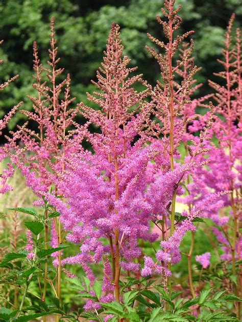 Astilbes: Plant Care and Collection of Varieties - Garden.org