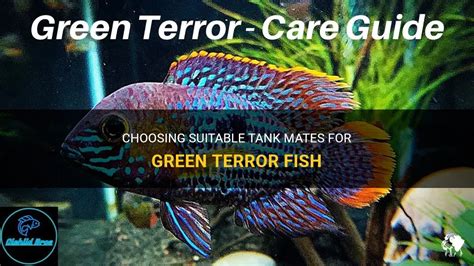 Choosing Suitable Tank Mates For Green Terror Fish | PetShun