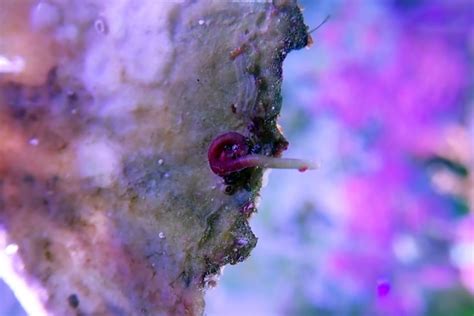 Plaga De Caracol Verm Tido En Tanque De Acuario De Arrecife De Coral De