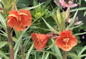 Oenothera versicolor 'Sunset Boulevard' Seeds