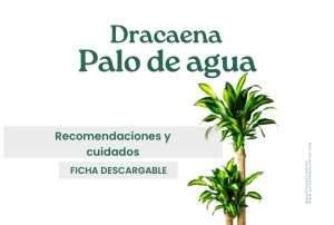 Guía Para Cuidar tu Dracaena Fragans Palo de Agua