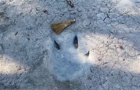 Huge Dinosaur Tracks Appear In Dry Texas Riverbed