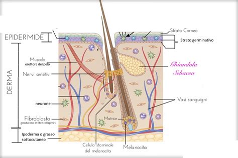 Lescienze Eu La Pelle