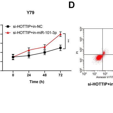 Inhibition Of MiR 101 3p Counteracted The Effect Of Si HOTTIP On RB