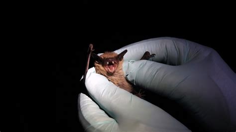 Rabies Death in Minnesota Linked to Exposure to Bat, Officials Say