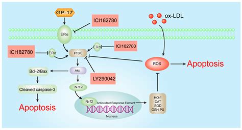 Ijms Free Full Text Gypenoside Xvii Prevents Atherosclerosis By