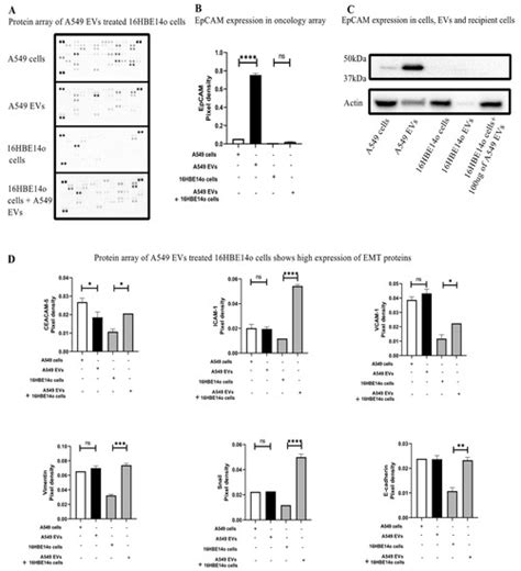 Ijms Free Full Text Extracellular Vesicles Released From Cancer