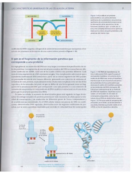 Biología Molecular De La Célula 5ª Edición Alberts Español Ppt