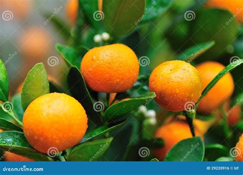 Orange Fruits On Tree Stock Photo Image Of Cultivating 29220916