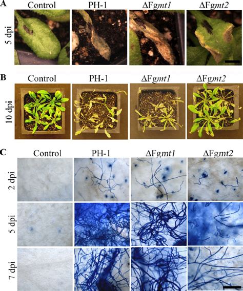 Growth Of The F Graminearum ⌬ Fg Mt1 And ⌬ Fg Mt2 Mutant Strains In