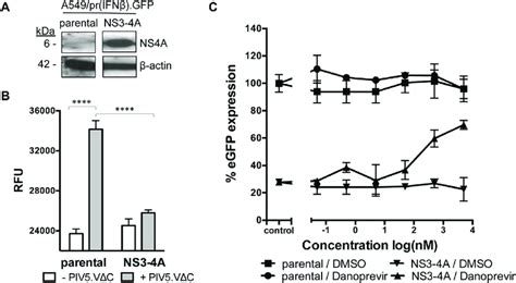 Restoration Of Egfp Expression In Activated A Pr Ifn Gfp Ns A