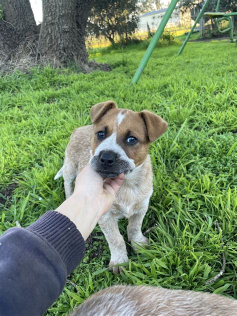 Australian Cattle Dog - Red Heeler Puppies - PetsForHomes