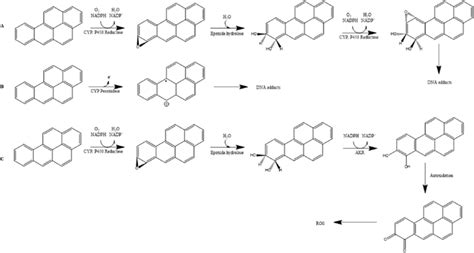 The Three Main Activation Pathways Of Pahs Using Benzo A Pyrene As A