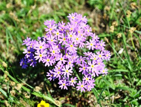 Primula nutans - Изображение особи - Плантариум