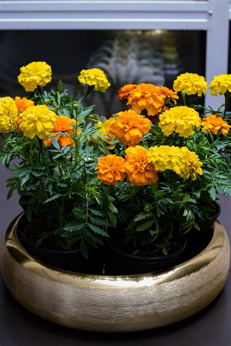 Brighten Up Your Garden With These Simple Steps For Growing Marigolds