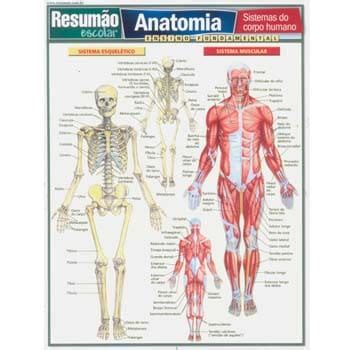 Mapa Sistema Muscular Corpo Humano Anatomia Poster Enrolado Black