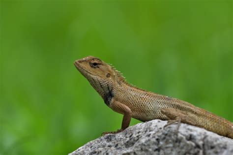 Interesting Facts About Lizards - Trapalls.com