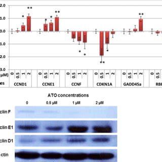 Effect Of Ato On Expression Level Of Cell Cycle Related Genes In Apl