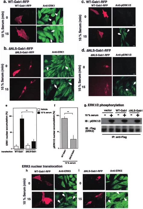 Inhibition Of ERK1 Nuclear Translocation By The Expression Of