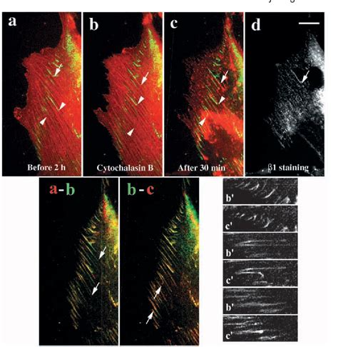 Figure 7 From Dual Labeling Of The Fibronectin Matrix And Actin