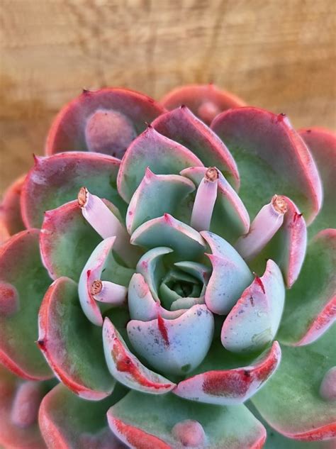 Echeveria Raindrops Un Erizo En Mi Jard N