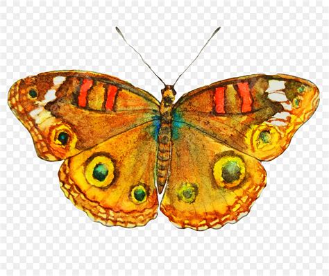 żółty Motyl Ręcznie Rysowane Motyl żółty Motyl Ilustracja Kreatywnych