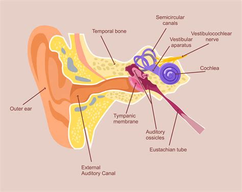 What Is Vertigo And How To Treat Central Bassendean Physiotherapy