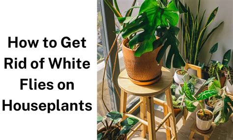 how to get rid of white flies on plants
