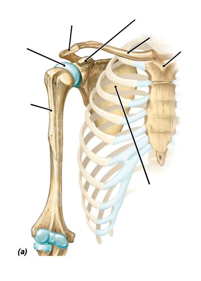 Rib Diagram Diagram Quizlet