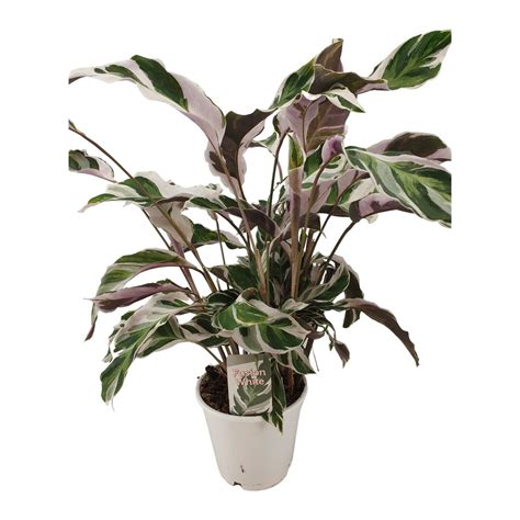 Calathea White Fusion Plant Wholesale Floraccess