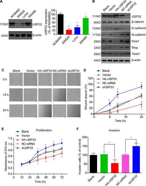 Usp Inhibits Cell Proliferation Migration And Invasion A The