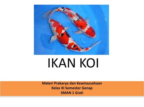 Pkwu Budidaya Ikan Hias Ikan Koi Ppt