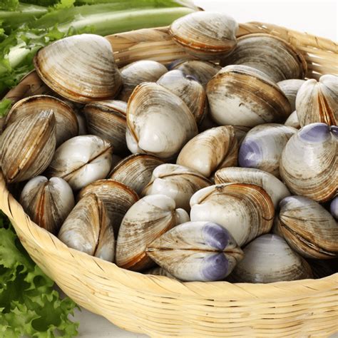 Clams Medium Freshcatch